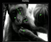 These videos depict the gaze behavior of humans (blue, left), monkeys (green, center), and saliency-model based simulations (orange, right, courtesy http://ilab.usc.edu/toolkit/) during viewings of three commercially-produced videos: the Life of Mammals, the Jungle Book, and City Lights. Humans and monkeys both attend to animate objects, especially faces, more than the model would predict; furthermore, humans inspect the targets of observed character&#39;s attention and action, while monkeys break a