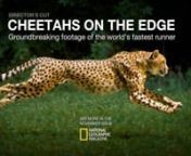-Winner of the 2013 National Magazine Awards for best Multimedia piece of the year- nCheetahs are the fastest runners on the planet. Combining the resources of National Geographic Magazine and the Cincinnati Zoo, and drawing on the skills of an incredible crew, we documented these amazing cats in a way that’s never been done before.nnUsing a Phantom camera filming at 1200 frames per second while zooming beside a sprinting cheetah, the team captured every nuance of the cat’s movement as it re