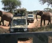 This video highlights a safari of twelve friendsto Tanzania July 12-24, 2012 -- during the time of winter thereand the period of the great migration of wildebeests.The northern part of the country was selected because of the great national parks where the big five (elephant, lion, cape buffalo, leopard, and rhino) are protected along with other wildlife. Mount Kilimanjaro, the highest mountain in Africa was seen towering in the clouds during the drive north.nnThe adventure began with a 4.0