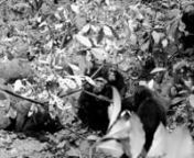 The killing of the alpha male chimpanzee - M community - Magale - Tanzania from alpha male