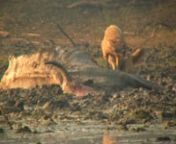 Golden jackals in Keoladeo National Park fighting over early morning rights to a decaying animal carcass.nBharatpur &#124; India &#124; Jan 27 &#124; 2010