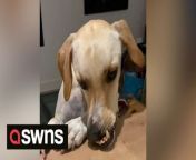 An adorable wonky-faced rescue dog has found a forever home - and will soon become the hero of a children&#39;s book.Alan, a boxer-saluki mix, suffers from the facial deformity &#39;wry mouth&#39;, which deviates his upper jaw to one side.The pooch, who is now three, started his life in a building site in Doha, Qatar, alongside his parents and five of his siblings.They were being looked after by a local security guard, but their future became uncertain after the guard was told he could no longer allow the dogs to stay on site.Johanna Handley, an author originally from Goldaming, Surrey, was living in Doha at the time and decided to take the dogs in. Johanna, who already had five other rescues, decided to keep Alan because she feared no one would adopt him. Her sister adopted one of Alan&#39;s siblings, and the others were sent to America, via the National Greyhound Adoption Program (NGAP) charity.Alan now lives comfortably on Île de Ré, an island off the west coast of France, with Johanna, 43, her husband, Dan Strutt, 43, their daughter Darcy, 10, and five other rescues.He is completely healthy and lives a normal life.Johanna said: &#92;