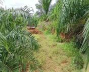 See the Difference Between XL D5K Bulldozers in Palm Oil Plantations! from শ্রাবনতীর xnx xl com