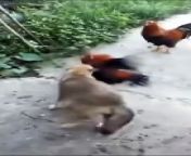 Funny Animal Videos #6 &#124; Cute Animal Videos &#124; Funny Animal&#39;s competition&#60;br/&#62;&#60;br/&#62;Channel Content&#39;s Related to Funny Animal&#39;s upload for make your mood better and some here for cute animal&#39;s For only my daily viewers. &#60;br/&#62;Just follow us to make - yourself stress relief and tension free 100% Guaranteed. &#60;br/&#62;&#60;br/&#62;&#60;br/&#62;!! Thanks For Watching!! &#60;br/&#62;&#60;br/&#62;Keywords:&#60;br/&#62;1. Funny dogs&#60;br/&#62;2. Funny cats&#60;br/&#62;3. Cute pets&#60;br/&#62;4. Hilarious animal antics&#60;br/&#62;5. Pet humor&#60;br/&#62;6. Dog and cat comedy&#60;br/&#62;7. Animal bloopers&#60;br/&#62;8. Pet shenanigans&#60;br/&#62;9. Furry friends comedy&#60;br/&#62;10. Pet mischief&#60;br/&#62;&#60;br/&#62;Hashtags:&#60;br/&#62;1. #FunnyDogs&#60;br/&#62;2. #FunnyCats&#60;br/&#62;3. #PetHumor&#60;br/&#62;4. #CutePets&#60;br/&#62;5. #DogComedy&#60;br/&#62;6. #CatComedy&#60;br/&#62;7. #PetAntics&#60;br/&#62;8. #AnimalBloopers&#60;br/&#62;9. #PetShenanigans&#60;br/&#62;10. #FurryFriends