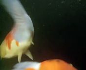 Golden Fish life ini aquarium