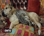 Meet the unlikely best friends - a dog who is pals with OWLS and loves to cuddle and go on walks with them.&#60;br/&#62;&#60;br/&#62;Blue, an 11-year old German Shepherd-Husky, has always got along with the birds he lives with.&#60;br/&#62;&#60;br/&#62;Owner Amy Jo Lawrance, 40, didn&#39;t expect her pup to strike up such a bond with three of her six pet owls – Juneau, Xena and Frankie. &#60;br/&#62;&#60;br/&#62;But Blue loves his feathered friends and they often go on walks together and playfully chase each other. &#60;br/&#62;&#60;br/&#62;When the owls were babies, they used to cuddle and take naps with Blue - but now the &#92;