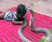 itÂ´s amazing I can&#39;t believe it. this video is show a kid playing whit a cobra, an poisonous animal. OMG