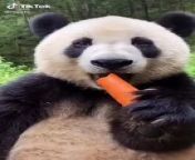 Cute Panda eating a carrot!