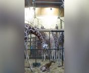 Incredible birth of rare giraffe caught on CCTV at Chester ZooSource: Chester Zoo