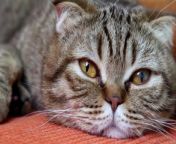 How do you know if a cat is dying&#60;br/&#62;How do you know if a cat is dying&#60;br/&#62;Cat breeders can predict the time of their cat&#39;s death by observing common signs before death, These signs may indicate illness, loss of appetite, weakness, low body temperature, changes in the cat&#39;s appearance, hiding, and social behavior. &#60;br/&#62;&#60;br/&#62;Veterinarians should be consulted as these signs may indicate other health problems, such as cancer, urinary tract disease, and diabetes, Cat death can be caused by various factors, including aging, shock, poisoning, urinary tract obstruction, heart disease, cardiomyopathy, or heartworm.&#60;br/&#62;&#60;br/&#62;To comfort your cat nearing death, seek help from a veterinarian, provide comfort, and decide if euthanasia is appropriate&#60;br/&#62;-------------------------------------------------------------------------&#60;br/&#62;To learn more&#60;br/&#62;https://www.petsbirds1.com/2024/03/cat-dying-symptoms.html&#60;br/&#62;&#60;br/&#62;To buy the products&#60;br/&#62;https://sites.google.com/view/cat-supplies1/home&#60;br/&#62;&#60;br/&#62;To support our channel on PayPal&#60;br/&#62;https://www.paypal.com/paypalme/amirahamdon442&#60;br/&#62;--------------&#60;br/&#62;Buy any design&#60;br/&#62;https://www.redbubble.com/people/cats-dogs1/shop?&#60;br/&#62;--------------&#60;br/&#62;Other Videos&#60;br/&#62;Orthopedic injuries in cats &#124; Cat bone fractures&#60;br/&#62;https://youtu.be/5kMH-pYSKdc&#60;br/&#62;&#60;br/&#62;Effective Home Remedies for Treating Cat Diarrhea&#60;br/&#62;https://youtu.be/F81KafDzxbE&#60;br/&#62;&#60;br/&#62;Benefits of raising cats &#124; At home&#60;br/&#62;https://youtu.be/QPnOCycblaU&#60;br/&#62;---------------&#60;br/&#62;Follow us&#60;br/&#62;Website&#60;br/&#62;https://www.petsbirds1.com/&#60;br/&#62;Facebook&#60;br/&#62;https://www.facebook.com/pets.birds2&#60;br/&#62;https://www.facebook.com/groups/pets.birds&#60;br/&#62;Reddit&#60;br/&#62;Instagram&#60;br/&#62;https://www.instagram.com/pets.birds1&#60;br/&#62;Pinterest&#60;br/&#62;https://www.pinterest.com/pets_birds1&#60;br/&#62;Tumblr&#60;br/&#62;https://www.tumblr.com/pets-birds&#60;br/&#62;Twitter&#60;br/&#62;https://twitter.com/pets_birds1&#60;br/&#62;TikTok&#60;br/&#62;https://www.tiktok.com/@pets_birds&#60;br/&#62;Snapchat&#60;br/&#62;https://www.snapchat.com/add/pets.birds&#60;br/&#62;Kwai&#60;br/&#62;https://k.kwai.com/u/@pets.birds/Y0CclhC0&#60;br/&#62;Quora&#60;br/&#62;https://petsandbirdssspace.quora.com&#60;br/&#62;Likee&#60;br/&#62;https://l.likee.video/p/wJDhVu&#60;br/&#62;------------------&#60;br/&#62;How do you know if a cat is dying #pets_birds #cat_dying
