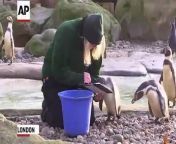 Keepers at London Zoo had their clipboards and calculators out on Tuesday as they undertook their first major task of 2017: the annual stocktake.