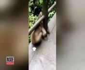 A couple of curious monkeys in China have befriended a mouse after the little guy interrupted as they foraged for food. Video taken by tourists of the encounter shows the monkeys rummaging for corn when they spot the mouse, but instead of getting angry, they start playing with the rodent. Employees at the park said they&#39;ve never seen anything like it.