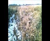 I came across this video from December 2011, Pheasant hunting with Mia and LaPerla.