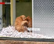 How much is that puppy in the window? First, make sure it even exists! The BBB says it’s received thousands of reports of puppy scams in the last year, with over &#36;1 million in losses.