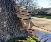 Huxley, the dog, loved chasing squirrels while on a walk with his owner. He made a comical attempt to climb a tree to go to one of the squirrels, which amused his owner.