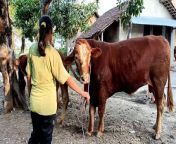 How to breed cow and buffalo bull in my village krec sukakaya from breastfeeding village