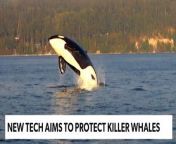 EarthX Website: https://earthxmedia.com/ &#60;br/&#62;&#60;br/&#62;Killer whales as they&#39;ve never been seen before. Wildlife vet Dr. Joe Gaydos discusses how new technology, such as drones and infrared cameras, is helping protect a pod of orcas in the Pacific Northwest. &#60;br/&#62;&#60;br/&#62;About EarthxNews:&#60;br/&#62;A weekly program dedicated to covering the stories that shape the planet. Featuring the latest updates in energy, environment, tech, climate, and more.&#60;br/&#62; &#60;br/&#62;EarthX&#60;br/&#62;Love Our Planet. &#60;br/&#62;The Official Network of Earth Day.&#60;br/&#62; &#60;br/&#62;About Us: &#60;br/&#62;At EarthX, we believe our planet is a pretty special place. The people, landscapes, and critters are likely unique to the entire universe, so we consider ourselves lucky to be here. We are committed to protecting the environment by inspiring conservation and sustainability, and our programming along with our range of expert hosts support this mission. We’re glad you’re with us. &#60;br/&#62;  &#60;br/&#62;EarthX is a media company dedicated to inspiring people to care about the planet. We take an omni channel approach to reach audiences of every age through its robust 24/7 linear channel distributed across cable and FAST outlets, along with dynamic, solution oriented short form content on social and digital platforms. EarthX is home to original series, documentaries and snackable content that offer sustainable solutions to environmental challenges. EarthX is the only network that delivers entertaining and inspiring topics that impact and inspire our lives on climate and sustainability. &#60;br/&#62;  &#60;br/&#62; &#60;br/&#62;EarthX Website: https://earthxmedia.com/ &#60;br/&#62; &#60;br/&#62;Follow Us: &#60;br/&#62;Instagram: https://www.instagram.com/earthxtv/ &#60;br/&#62;LinkedIn: https://www.linkedin.com/company/earthxtv &#60;br/&#62;Facebook: https://www.facebook.com/earthxtv &#60;br/&#62; &#60;br/&#62; &#60;br/&#62;How to watch:  &#60;br/&#62;United States:  &#60;br/&#62;- Spectrum &#60;br/&#62;- AT&amp;T U-verse (1267) &#60;br/&#62;- DIRECTV (267) &#60;br/&#62;- Philo &#60;br/&#62;- FuboTV &#60;br/&#62;- Plex &#60;br/&#62; &#60;br/&#62;United Kingdom &amp; Ireland:  &#60;br/&#62;- Sky (180) &#60;br/&#62;- Freeview (79) &#60;br/&#62; &#60;br/&#62;Europe: M7 &#60;br/&#62; &#60;br/&#62;Mexico: Claro &amp; Totalplay &#60;br/&#62;    &#60;br/&#62;#EarthDay #Environment #Sustainability #Eco-friendly #Conservation #EarthxTV #EarthX