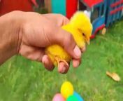 World Cute Chickens, Colorful Chickens, Rainbows Chickens, Cute Ducks, Cat, _High&#60;br/&#62;#World Cute Chickens