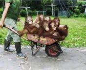 Funny Monkey pics! from indian very hot bulu videoww f