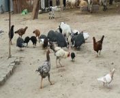 Chicken and Goats by Shaheen Lashari