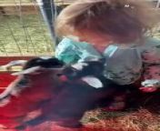 Get ready for a wave of heartwarming cuteness overload in this incredible animal encounter video! Witness the incredible bond between a precious toddler and a group of playful baby goats. Prepare to be touched by their adorable interaction, especially when the little one sweetly tells the goats she missed them. &#60;br/&#62;&#60;br/&#62;This must-see clip is a beautiful reminder of the pure joy found in animal friendships. Buckle up for squeals of delight, gentle touches, and a whole lot of interspecies love!&#60;br/&#62;&#60;br/&#62;Video ID: WGA089351&#60;br/&#62;&#60;br/&#62;All the content on Heartsome is managed by WooGlobe&#60;br/&#62;&#60;br/&#62;For licensing and to use this video, please email licensing(at)Wooglobe(dot)com.&#60;br/&#62;&#60;br/&#62;►SUBSCRIBE for more Heart touching Videos: &#60;br/&#62;&#60;br/&#62;-----------------------&#60;br/&#62;Copyright - #wooglobe #heartsome &#60;br/&#62;#toddlerandgoats #heartwarminginteraction #adorablereunion #incredible #mustsee #viral #cantstopcrying #interspeciesfriendship #preciousmoments #animalconnections #animalbehavior #respectwildlife #toddlersofinstagram #babygoats #farmlife #animallove #beyondspecies #wholesomecontent #purejoy #toocute #meltyourheart&#60;br/&#62;