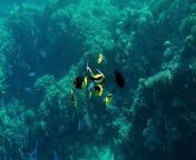 Coral Reef in the Red Sea with Moorish idol fish