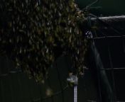 WATCH: Beekeeper removes bees with vacuum from Dodgers-D-backs game from clothes removing aunty