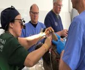 A Brit performed life-saving dental surgery on a BEAR - after it was unable to eat properly due to its broken teeth and decaying gums. &#60;br/&#62;&#60;br/&#62;Misha, a 25-year-old a brown bear, was rescued in 2023 by UK NGO International Animal Rescue (IAR) and its partners FPWC in Armenia.&#60;br/&#62;&#60;br/&#62;The 900lb bear was found wandering on the outskirts of an Armenian village and had likely escaped from captivity, experts say. &#60;br/&#62;&#60;br/&#62;A British medical team who assessed Misha found his teeth were broken and decaying and his gums were infected and swollen from years spent gnawing on the bars of a cage.&#60;br/&#62;&#60;br/&#62;Problems with his teeth meant the bear was in a lot of pain and struggling to eat and he was described by the vet as &#92;