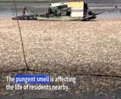 Hundreds of thousands of fish have died in a reservoir in southern Vietnam&#39;s Dong Nai province, with locals and media reports suggesting a brutal heatwave and the lake&#39;s management are to blame.