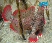 Scientists in January, 2024, collected 25 red handfish southeast of Hobart, putting them in captivity as protection from record ocean and air temperatures. It is estimated there are fewer than 100 individuals left in the wild in two small patches of rocky reef.&#60;br/&#62;&#60;br/&#62;Video via AAP.