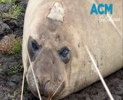 Tasmania&#39;s love for a star southern elephant seal named Neil could be doing him more harm than good. The three-and-a-half-year-old mammal has attracted viral social media attention for his regular forays in coastal towns and love of a scratch on a witches hat. Neil recently returned safely to the island state&#39;s shores but wildlife authorities are tight-lipped about his location.