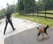 Two police officers were led on a chase - by a GOAT.&#60;br/&#62;&#60;br/&#62;The deputies in Florida were given the runaround for several minutes before they managed to catch the animal.&#60;br/&#62;&#60;br/&#62;Amusing video shows the officers trying to corner the goat - with one even appearing to fall over.&#60;br/&#62;&#60;br/&#62;The animal eventually got itself stuck behind a tree, allowing police to carefully pick it up and return it to its owners.&#60;br/&#62;&#60;br/&#62;The deputies, from Marion County Sheriffs Office in Ocala were then alerted to an older goat that had her head lodged in a fence.&#60;br/&#62;&#60;br/&#62;They were able to unwrap the chain-link fence from around the goats neck to free her.&#60;br/&#62;&#60;br/&#62;The rescues took place at around 11:40am on April 26.