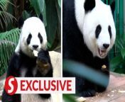While giant pandas are known for their low birth rate, this is not the case with the Malaysian couple, Xing Xing and Liang Liang or originally known as Fu Wa and Feng Yi.&#60;br/&#62;&#60;br/&#62;WATCH MORE: https://thestartv.com/c/news&#60;br/&#62;SUBSCRIBE: https://cutt.ly/TheStar&#60;br/&#62;LIKE: https://fb.com/TheStarOnline