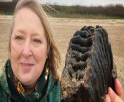 A amateur fossil hunter is celebrating a once-in-a-lifetime discovery after finding a huge mammoth tooth on a beach.&#60;br/&#62;&#60;br/&#62;Chris Bien, 56, was visiting Holland-on-Sea, Essex, as part of her birthday celebrations when she took a walk on the beach with her husband Mark,&#60;br/&#62;&#60;br/&#62;Mrs Bien, from Goring-by-Sea, West Sussex, stopped to sit on a rock by the water&#39;s edge when she looked down and saw a wavy line pattern in the gravel.