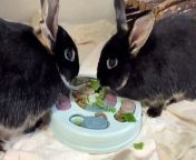 Easter appeal to find forever homes for rescue rabbits from toghother forever