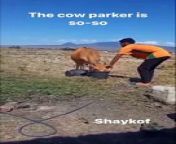 The cow parker is so-so #Thecowparker