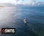 A drone pilot captured a school of enormous bluefin tuna during a feeding frenzy off the coast of Britain. Breathtaking aerial footage shows the large fish breaking the water as they rounded up fish into a &#39;bait ball&#39; before feeding just off &#39;The Island&#39; at St Ives, Cornwall.Construction worker Simon Smith captured the rare footage and posted it to his &#39;Droneman&#39; Facebook page.He was alerted after volunteers at NCI Coastwatch spotted the tuna in the bay and posted the sighting on their social media.Simon, 54, got in touch with the organisation and rushed to the area with his drone, hoping to capture the predators in action and spent two hours filming the hunting fish.&#92;