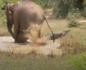 A mother elephant and her baby were attacked by a crocodile hiding under the surface of a watering hole in Sri Lanka. The video captures the intense scene of the mother elephant fiercely defending her baby from the dangerous predator, demonstrating the strong maternal instincts and protective nature of these majestic creatures.