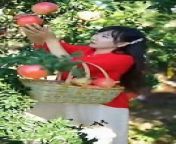 Beautiful Nature with Rural Life (P107) - Fruit for summer from tikur fikir part 63