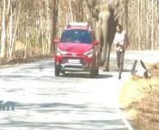 This is the terrifying moment a charging elephant chased tourists and nearly trampled them on a road in India.The two men left their car to snap selfies with the jumbo behind them as it was ambling along the National Highway 766 that passes through Bandipur National Park in Karnataka on January 31. However, as they approached, the elephant suddenly went berserk and rushed toward them.Dramatic footage shows the tourists running for their lives, with the tusker right at their heels. One of them had a close brush with death when he tripped and the elephant tried to kick his head with its hind leg. The man avoided the blow that would have cracked his skull and crawled toward the forest to escape as the elephant turned around to leave.Tourist Savad C.A., who witnessed the heart-stopping chase while travelling with his family, said they feared for the safety of the men. He said: &#39;At one point, we thought one of the men would be trampled by the animal. &#39;The man who fell down had a miraculous escape as the elephant turned its attention to a passing vehicle just as it was upon him. &#39;We sped away as we were very much shocked.&#39;Recently the Kerala Forest Department slapped a hefty fine on a tourist who had a narrow escape as he attempted to take a selfie with an elephant herd. According to officials, trespassing on prohibited forest land is punishable with imprisonment of up to three years or a fine of up to Rs 1 lakh or both. Meanwhile, the Karnataka Forest Department has launched an inquiry into the incident and efforts are underway to identify the two tourists.