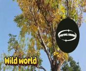 Wild world #ncs #ncsmusic #ncsrelease #relaxing #relax #relaxingmusic #music #instrumental&#60;br/&#62;&#60;br/&#62;Welcome to our Dailymotion channel! Here, you will find a collection of beautiful and enjoyable instrumental songs in English. Enjoy a calming and inspiring atmosphere with a selection of instrumental music from various genres, such as classical, jazz, pop, and more. Don&#39;t forget to subscribe so you won&#39;t miss out on new songs that we will regularly upload. Let&#39;s create special moments together with the melodies full of emotion and creativity!&#60;br/&#62;&#60;br/&#62;Channel link: https://s.id/lovemusic&#60;br/&#62;&#60;br/&#62;Tag&#60;br/&#62;*****************************************&#60;br/&#62;#ncs #ncsmusic #ncsrelease #relaxing #relax #relaxingmusic #music #instrumental