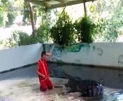 ideo of the incident was filmed by a tourist last week at one of Thailand’s famous crocodile shows, on the island of Samui.