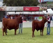 Red Angus took centre stage at the 2024 Sydney Royal Show today. Video by Andrew Norris