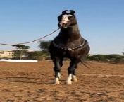 Immerse yourself in the beauty of these magnificent creatures as they gallop through fields, showcasing their strength and elegance. This video captures the essence of the equine world, from powerful stallions to gentle ponies, in breathtaking slow-motion footage.&#92;