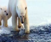 BBC_Polar Bear Spy on the Ice from dear vs bear part 1