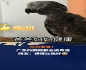 小鸚鵡會講廣東話！Parrot can speak Cantonese! from parrot zinta