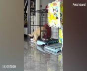 ➡When Your Dog Is More Fun Than UsualFUNNIEST ANIMALS 2024&#60;br/&#62;&#60;br/&#62;Get ready to have your funny bone tickled with this fantastic compilation of cats and dogs&#39; funny videos! To become a regular subscriber, please click the subscribe button and ring the bell to ensure that you don&#39;t miss anything from your favorite &#92;