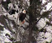 Filmed over eight winters, this video lets you witness Yellowstone&#39;s natural wonders. Observe the animals who make our o &#124; dG1fRUVXYktzd20tVWM