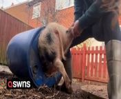 A woman spent 20 minutes trying to dislodge her pet pig after if it got itself stuck - in a barrel. &#60;br/&#62;&#60;br/&#62;Rosie Stubbs, 31, owns four Juliana mini pigs that are always getting into mischief.&#60;br/&#62;&#60;br/&#62;A video shows Rosie desperately trying to pull the one-year-old pig named Polly Pocket out of the barrel by her feet - but to no avail.&#60;br/&#62;&#60;br/&#62;According to Rosie, from Bilsthorpe in Nottinghamshire, Polly Pocket had seen an egg inside the barrel and went in head first to try and eat it - only to get stuck.&#60;br/&#62;&#60;br/&#62;Rosie, who runs an animal sanctuary and rescue center, said: &#92;