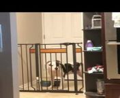 This homeowner pretended to leave after putting up a camera to see how their dogs constantly got out of the closed baby gate. Daisy, the dog who always caused the most trouble, used her nose to force open the locked gate and the other dogs just followed her.